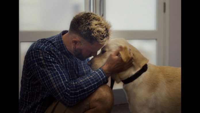 Guide Dogs Guide Dogs